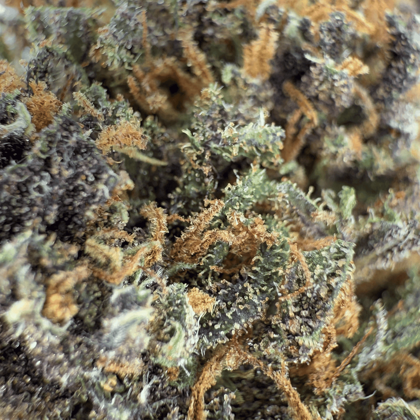 LEGENDARY PLATINUM OG – BIO-CBD-BLÜTE