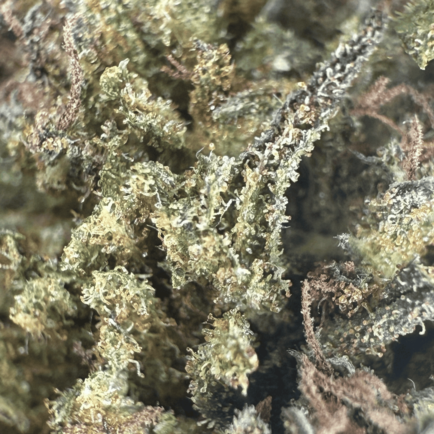 LIMONADE – BIO-CBD-BLÜTE