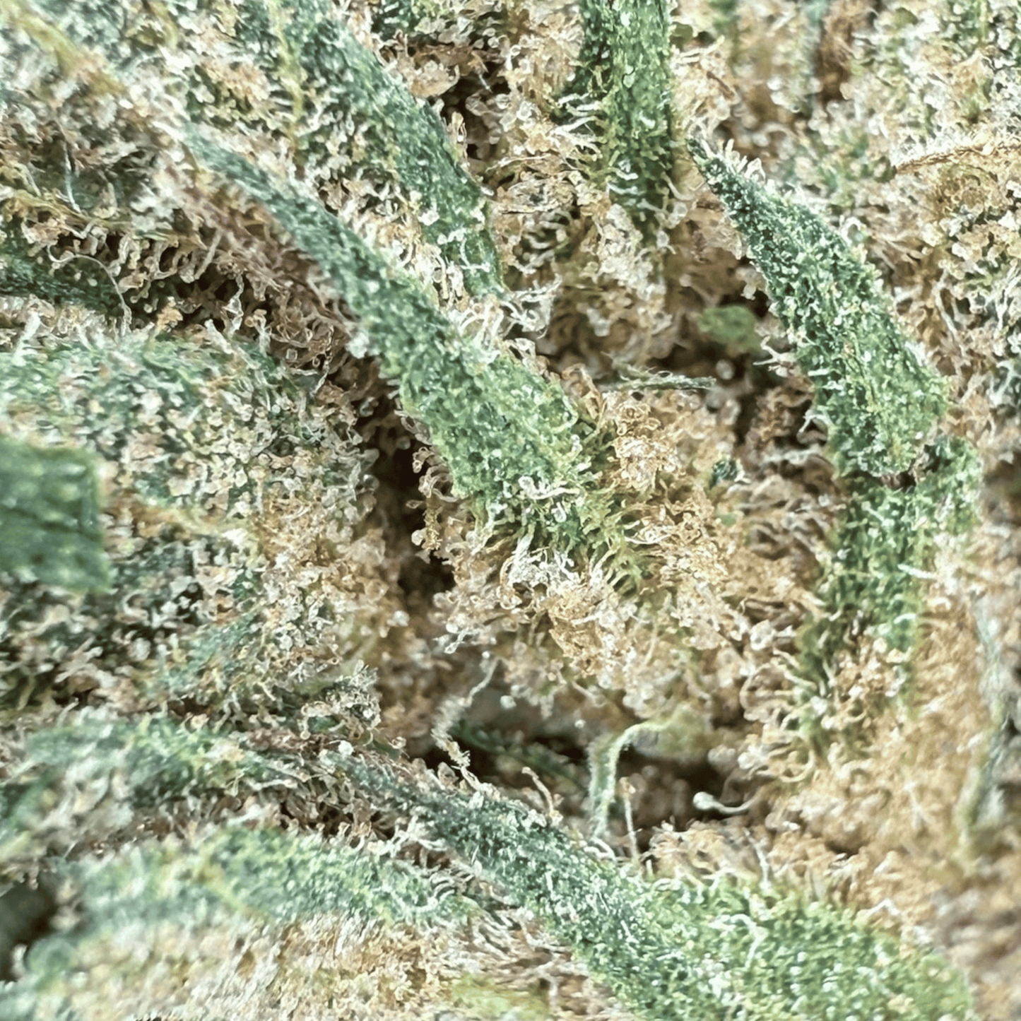 LEMON PIE – KLEINE BIO-CBD-BLÜTE