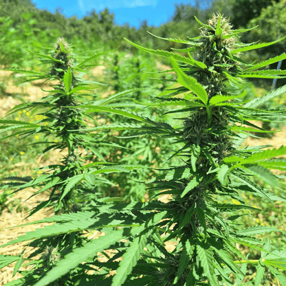 BLUE MERINGUE – BIO-CBD-BLÜTE