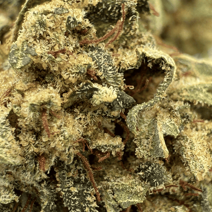 MISS B – BIO-CBD-BLÜTE
