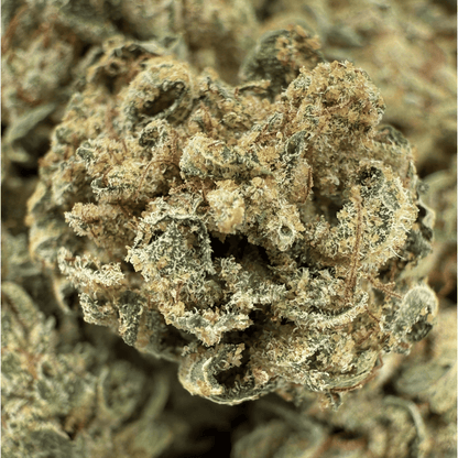 MISS B – BIO-CBD-BLÜTE