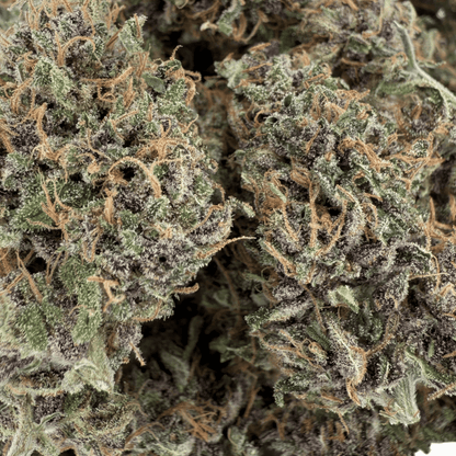 OCARINA OF GAS – CBD-BLÜTE – INDOOR