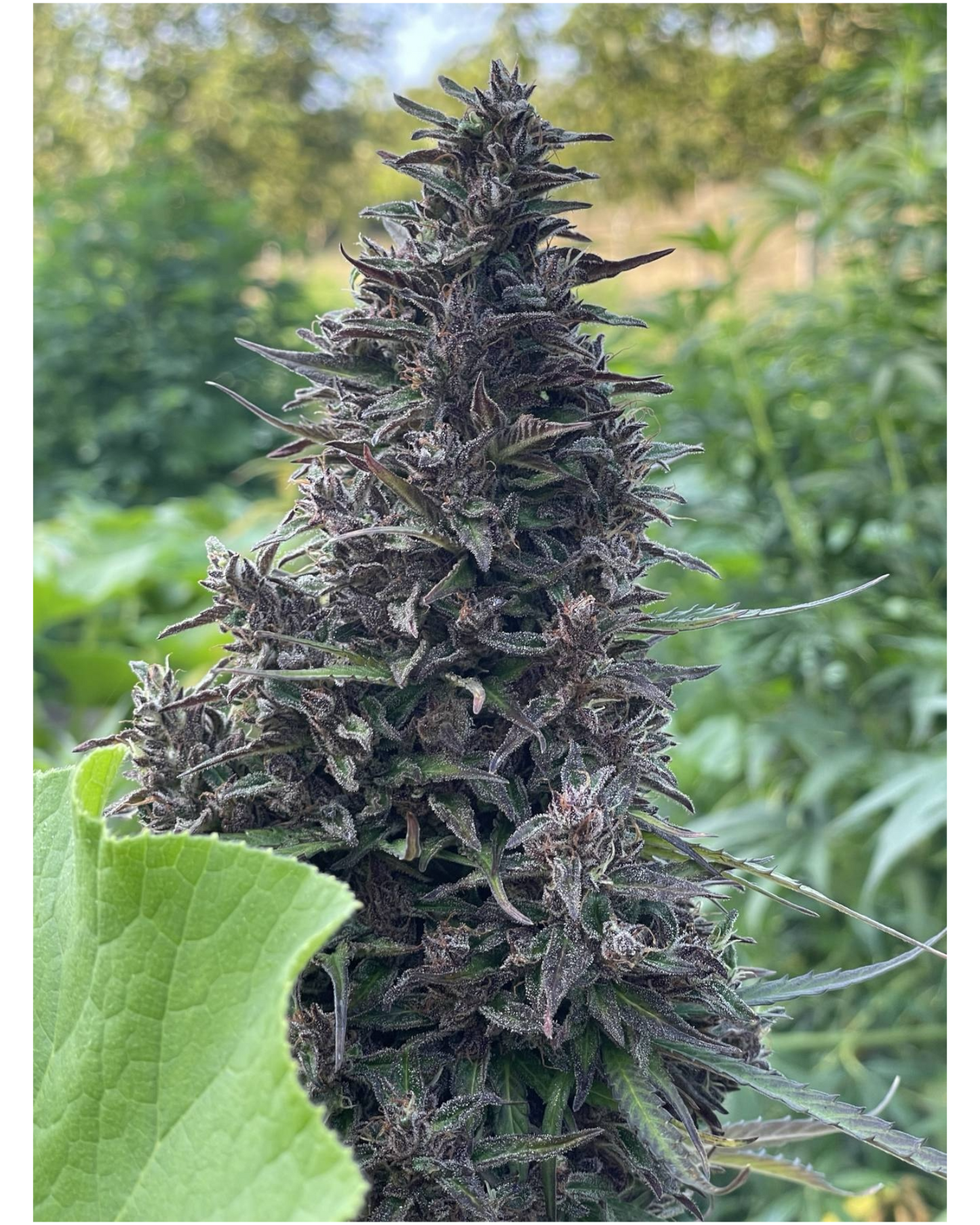 BIO-CBD-ÖL 6 % (ÖLMAZERAT) – VOLLES SPEKTRUM