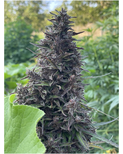 BIO-CBD-ÖL 6 % (ÖLMAZERAT) – VOLLES SPEKTRUM