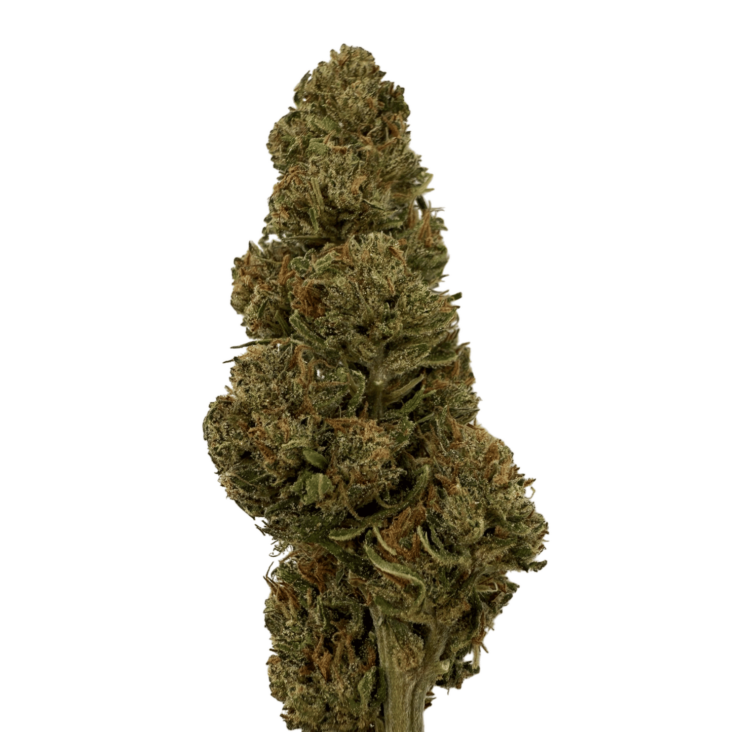 PINE WALKER – BIO-CBDV-BLÜTE