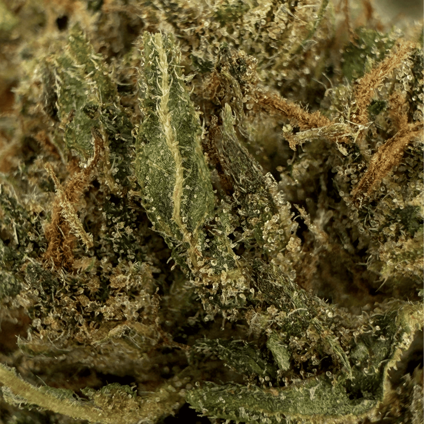 PINE WALKER – BIO-CBDV-BLÜTE