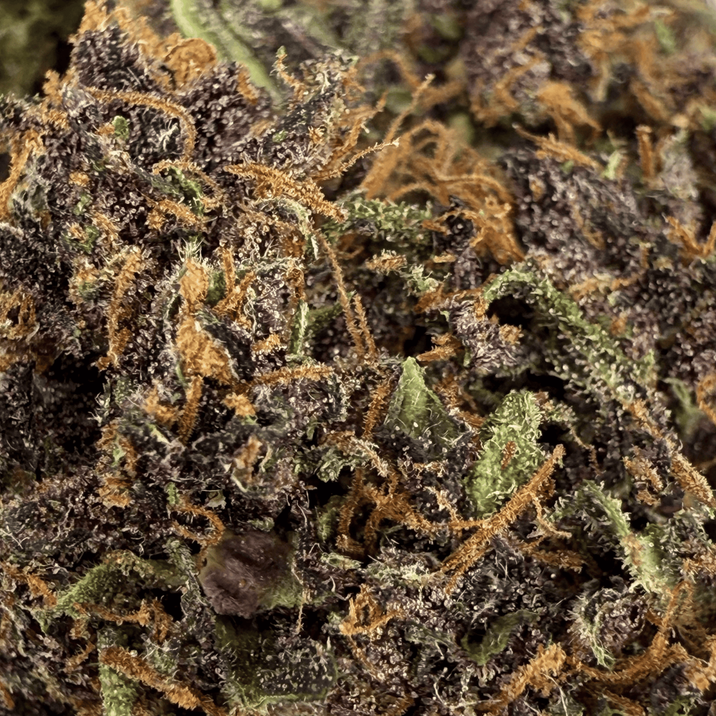 PLOOKIES – BIO-CBD-BLÜTE – LICHTABTÖNUNG