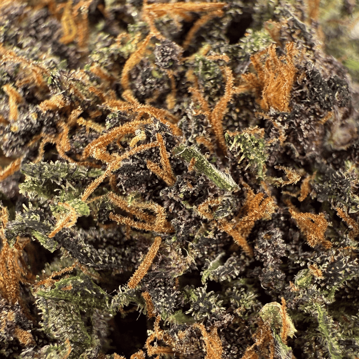 PLOOKIES – BIO-CBD-BLÜTE – LICHTABTÖNUNG