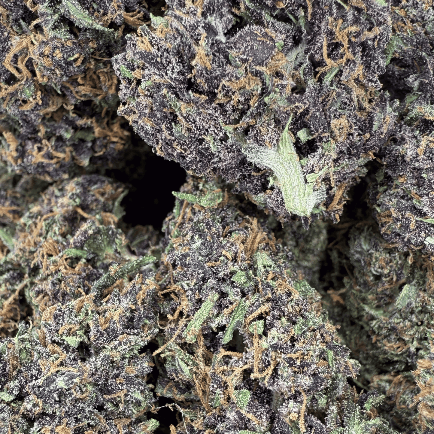 PLOOKIES – BIO-CBD-BLÜTE – LICHTABTÖNUNG