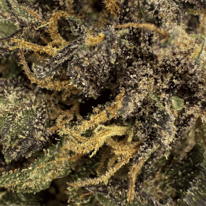 PURPLE HAZE – BIO-CBD-BLÜTE
