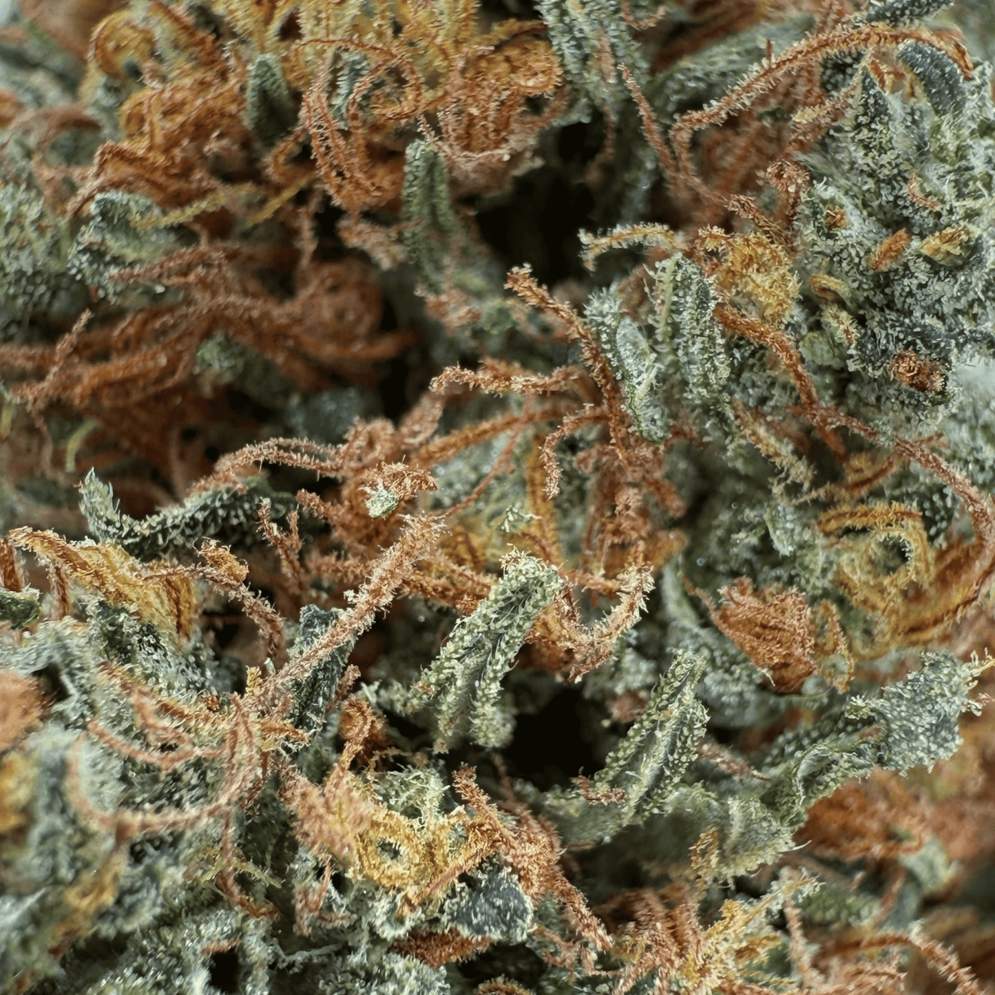 RAKETENSOSSE - BIO-CBD-BLÜTE - LEICHTE TIEFE