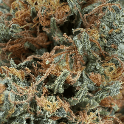 RAKETENSOSSE - BIO-CBD-BLÜTE - LEICHTE TIEFE
