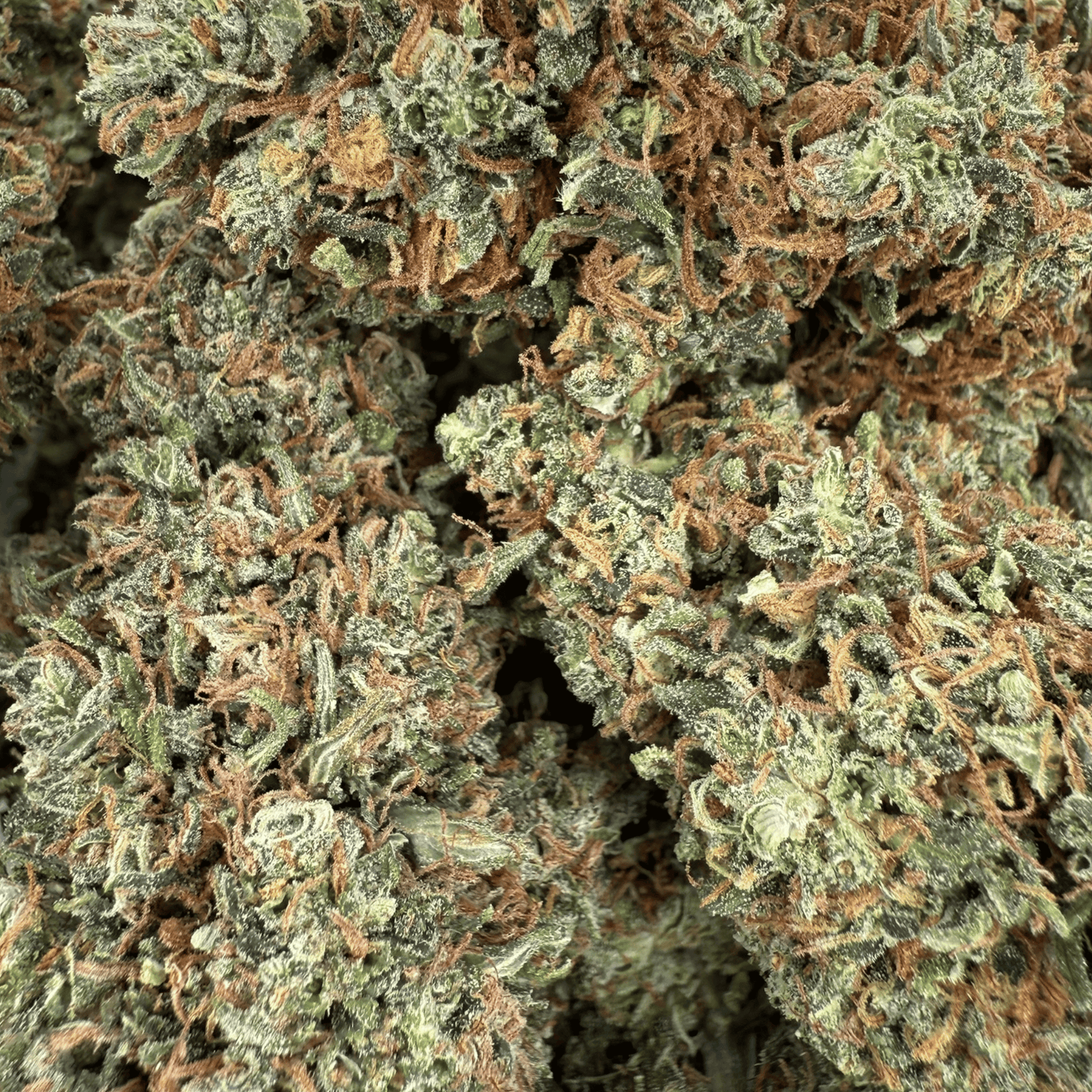 RAKETENSOSSE - BIO-CBD-BLÜTE - LEICHTE TIEFE