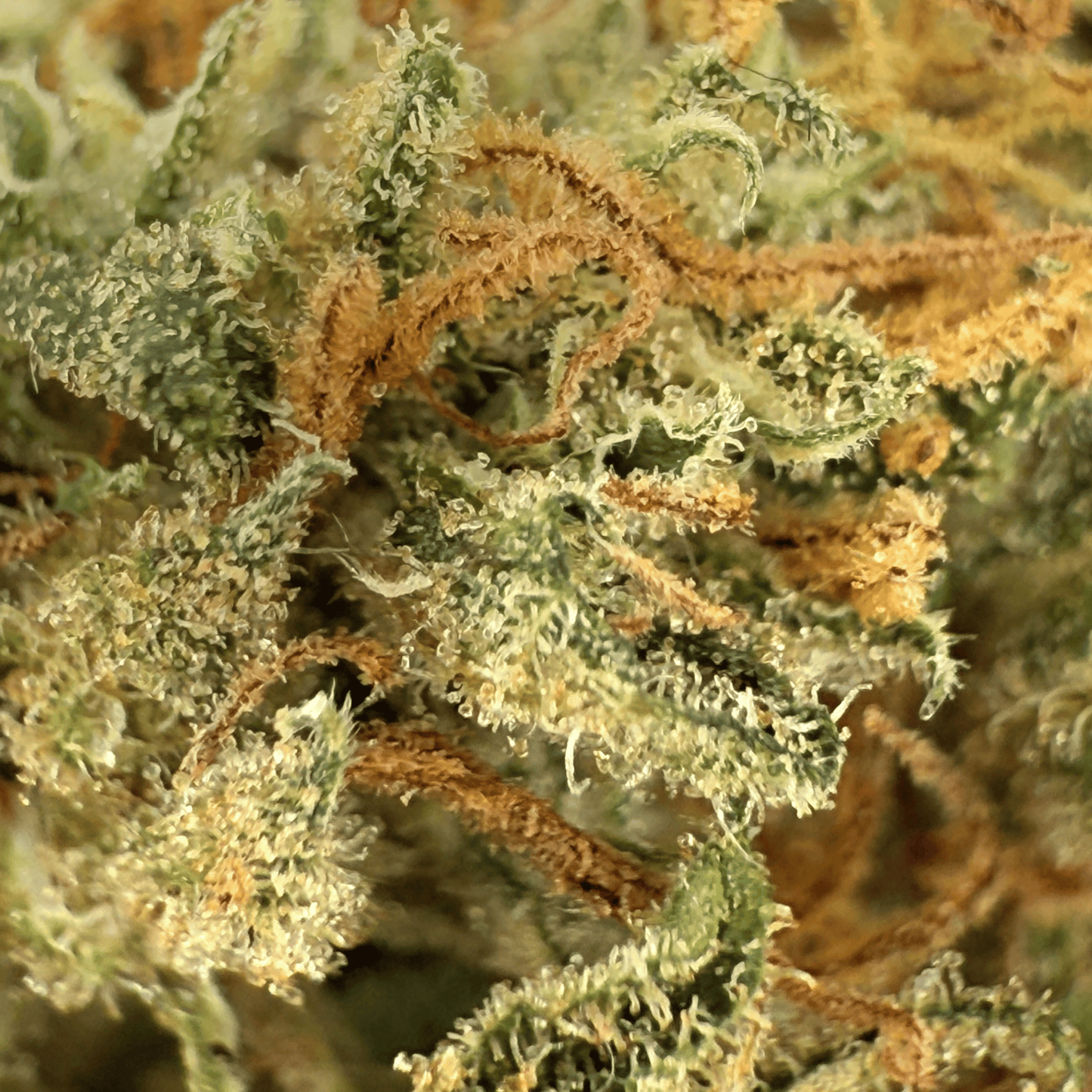 SKUNK DREAM – BIO-CBD-BLÜTE