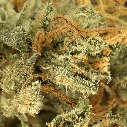 SKUNK DREAM – BIO-CBD-BLÜTE
