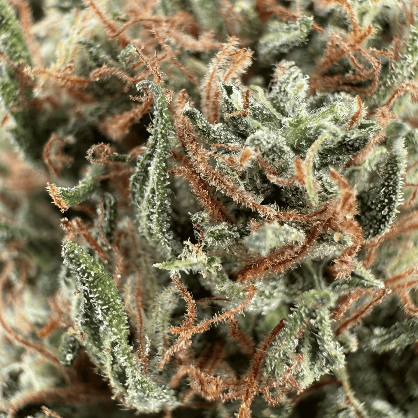 SKUNK JAM – BIO-CBD-BLÜTE – LEICHTE TIEFE