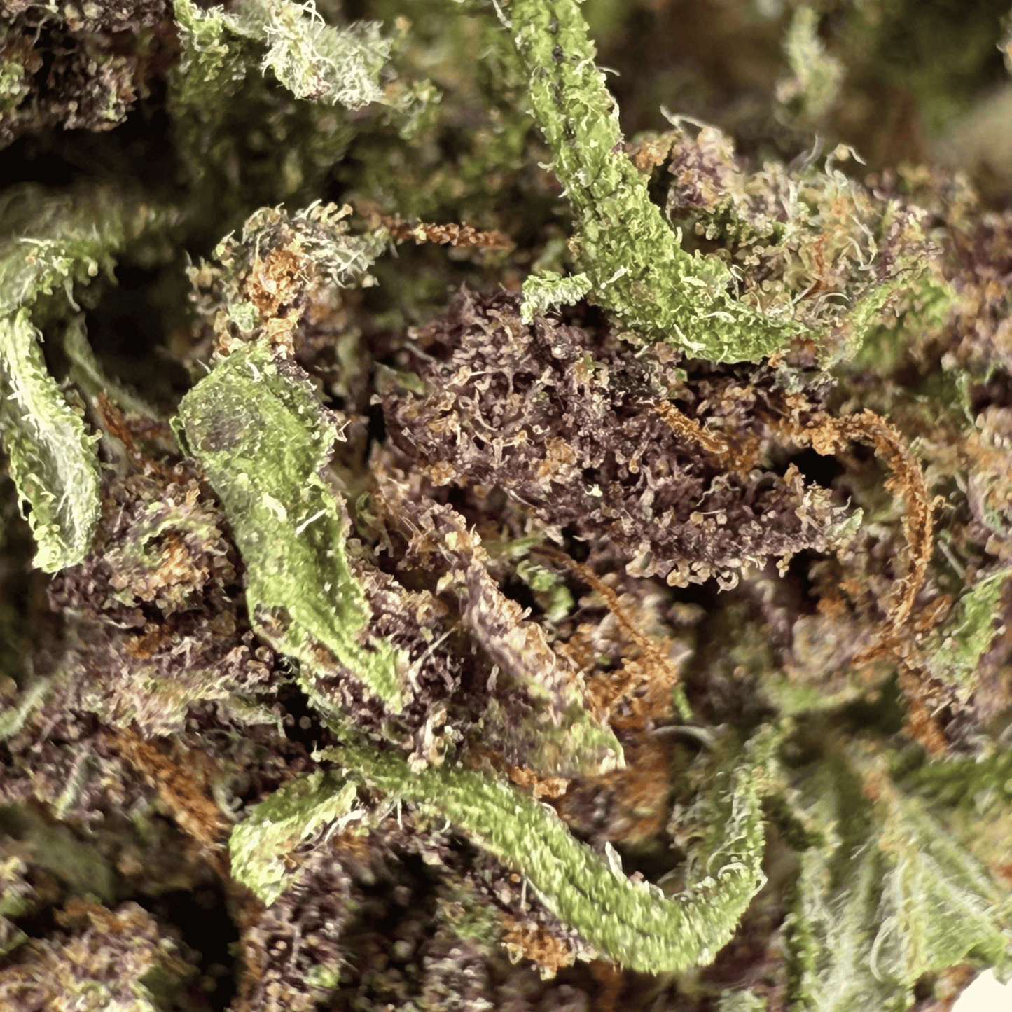 VANILLA KUSH – KLEINE BIO-CBD-BLÜTE