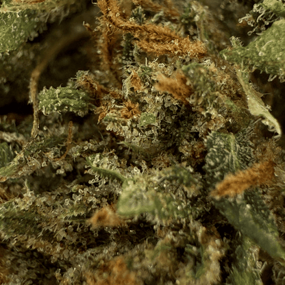 VITALITY - BIO-CBD-BLÜTE