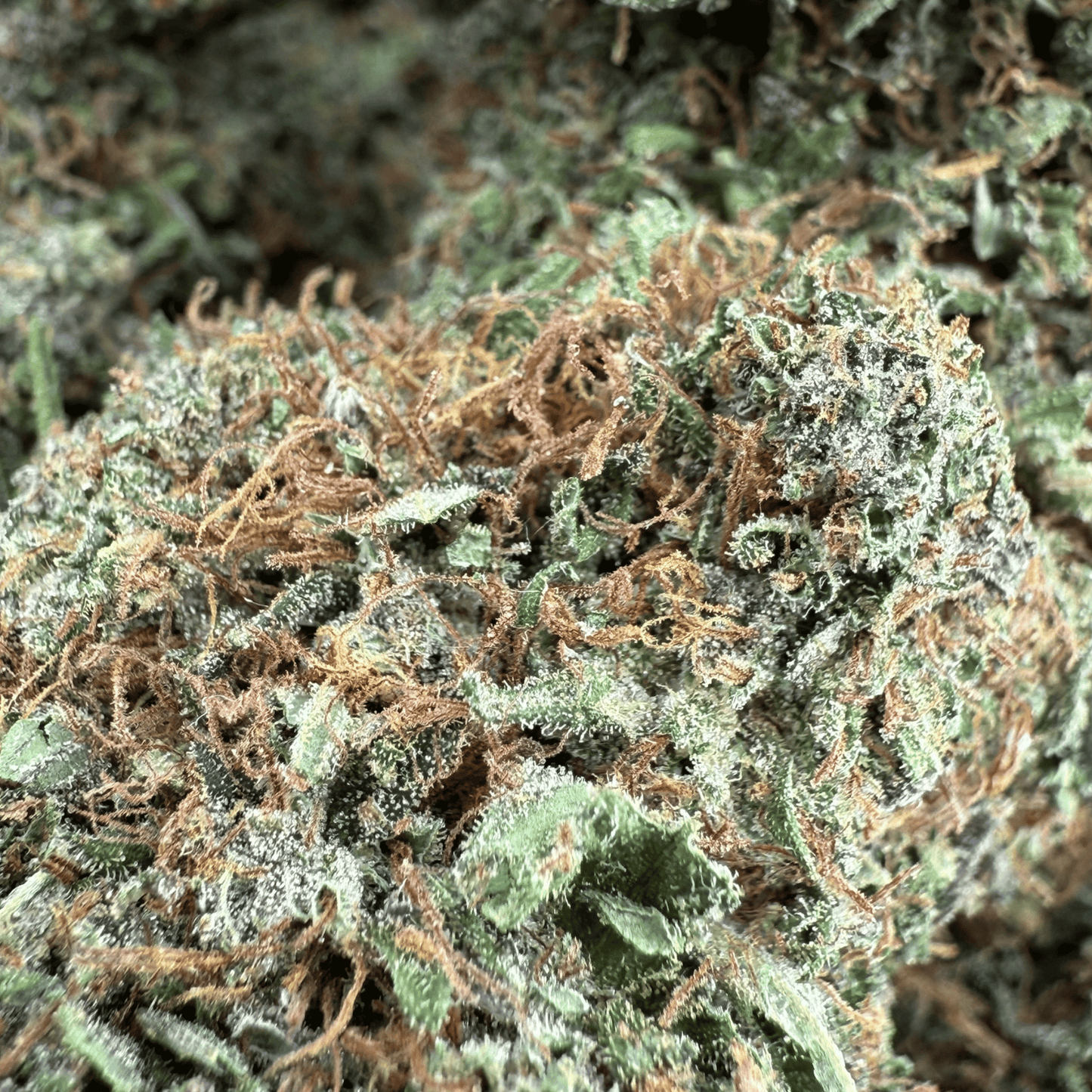 YAK PUDDING – BIO-CBD-BLÜTE – LEICHTE TIEFE
