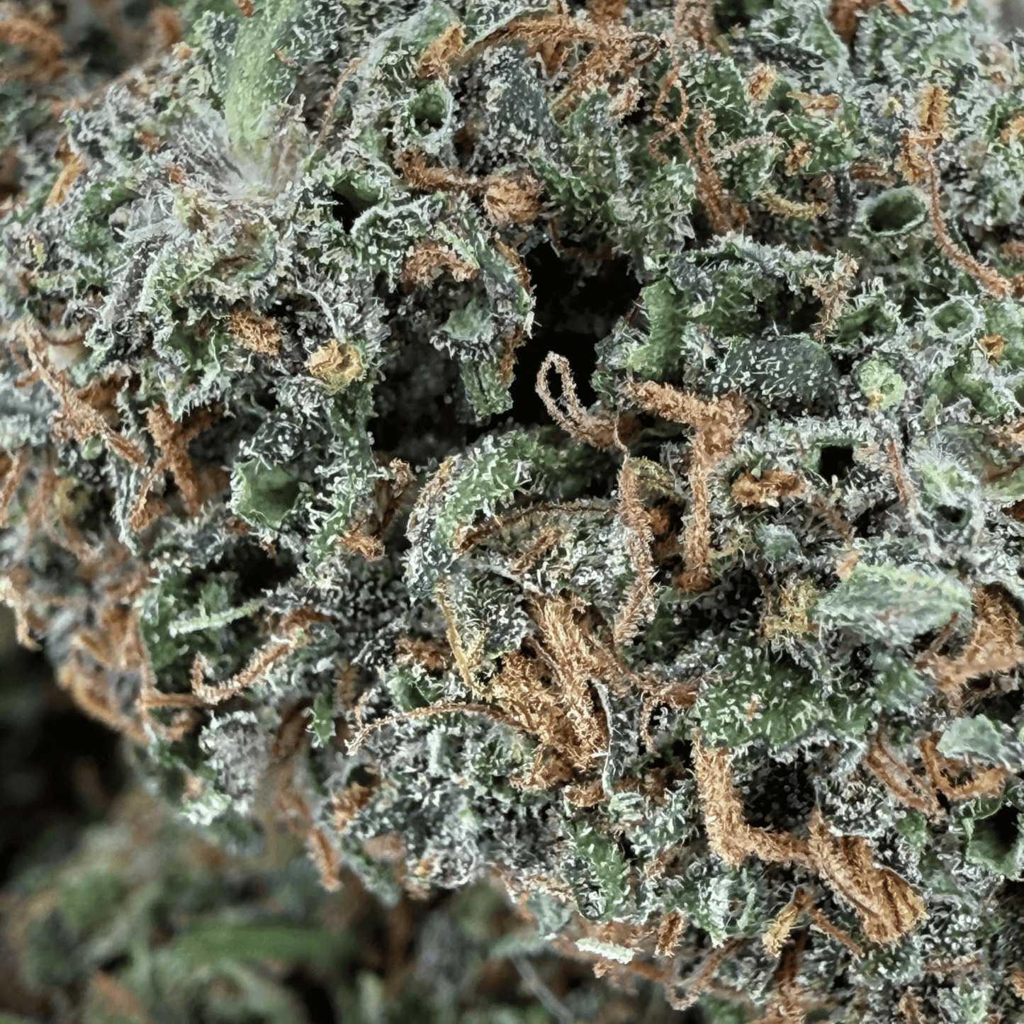 YAK PUDDING – BIO-CBD-BLÜTE – LEICHTE TIEFE