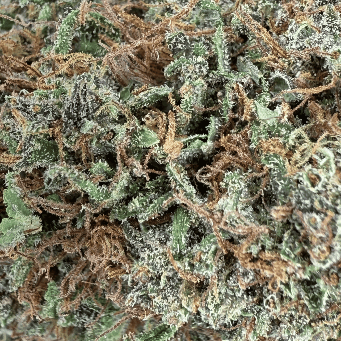 YAK PUDDING – BIO-CBD-BLÜTE – LEICHTE TIEFE