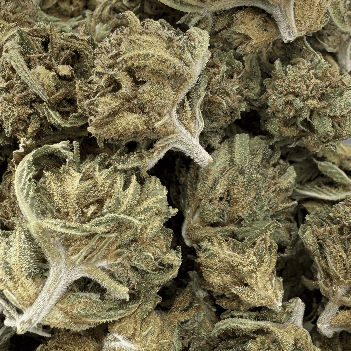 CARAMELO – KLEINE BIO-CBD-BLÜTE 