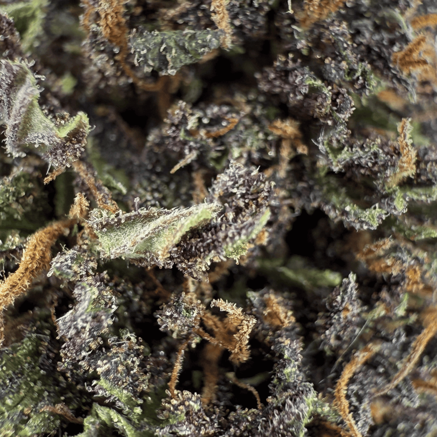 DOUBLE COOKIE – BIO-CBD-BLÜTE