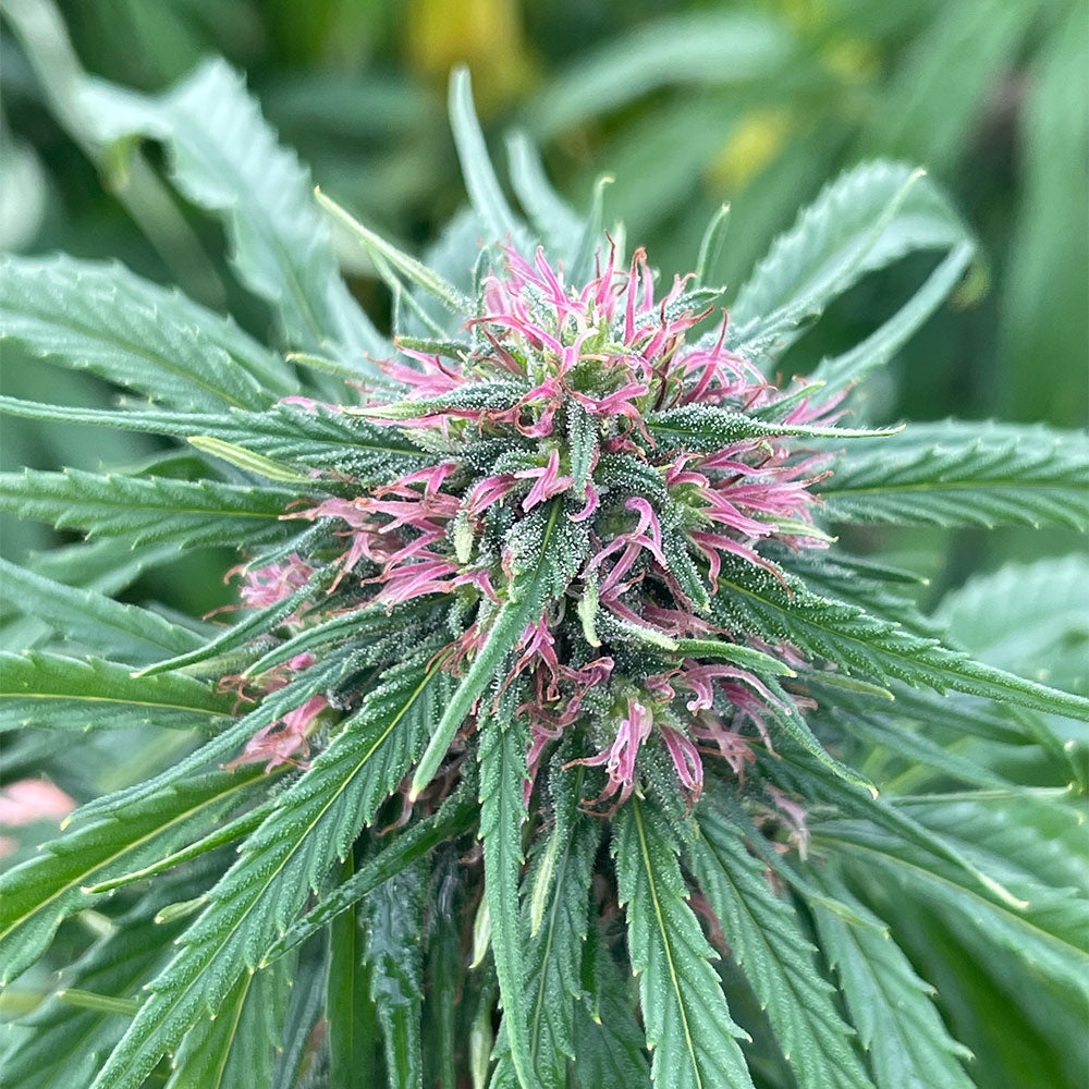 PASSION HAZE – KLEINE BIO-CBD-BLÜTE