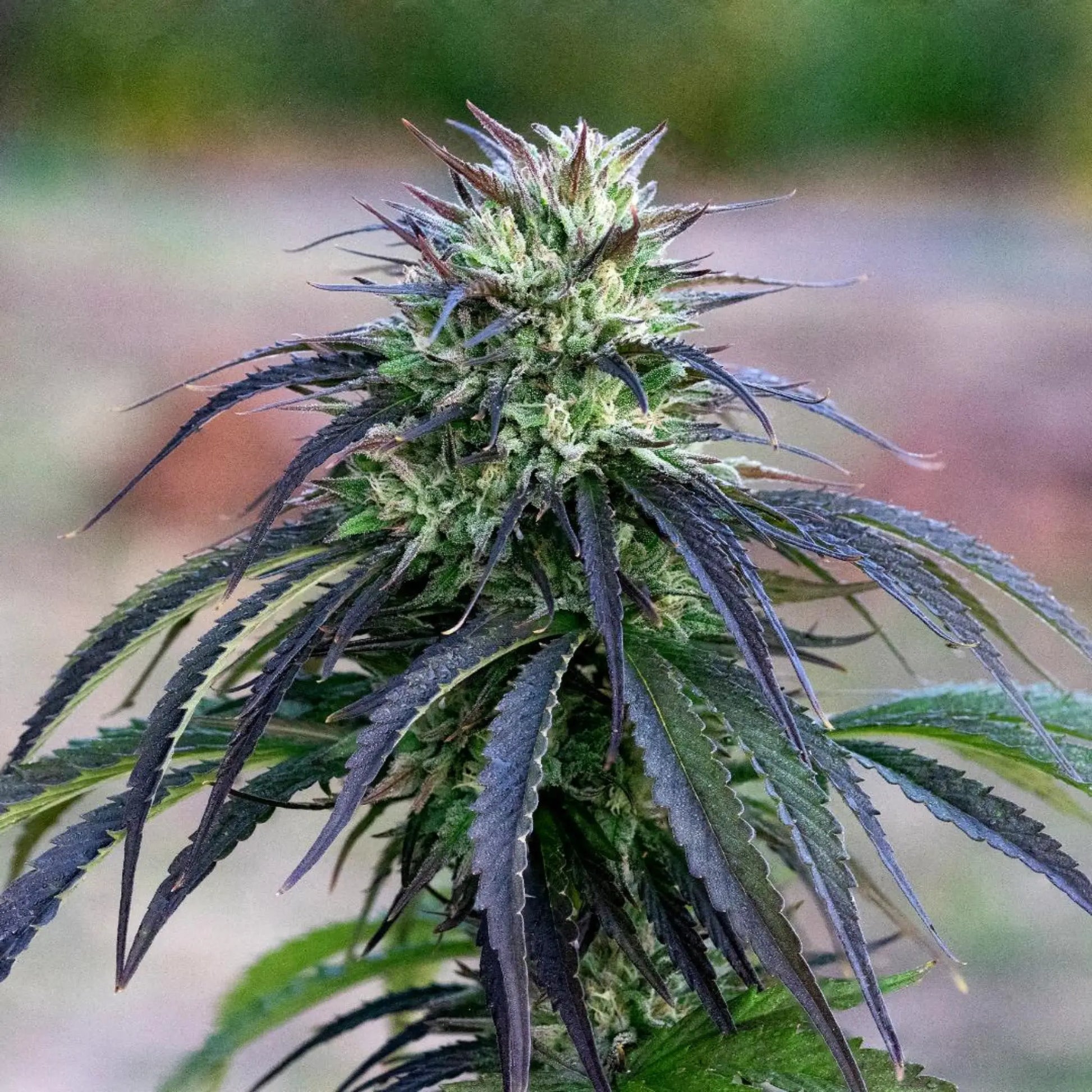 GOLDEN KUSH - FLEUR DE CBD BIO Chanvrier lotois