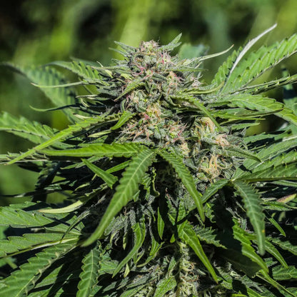 Fleur de CBD pas chère : Variété Lifter