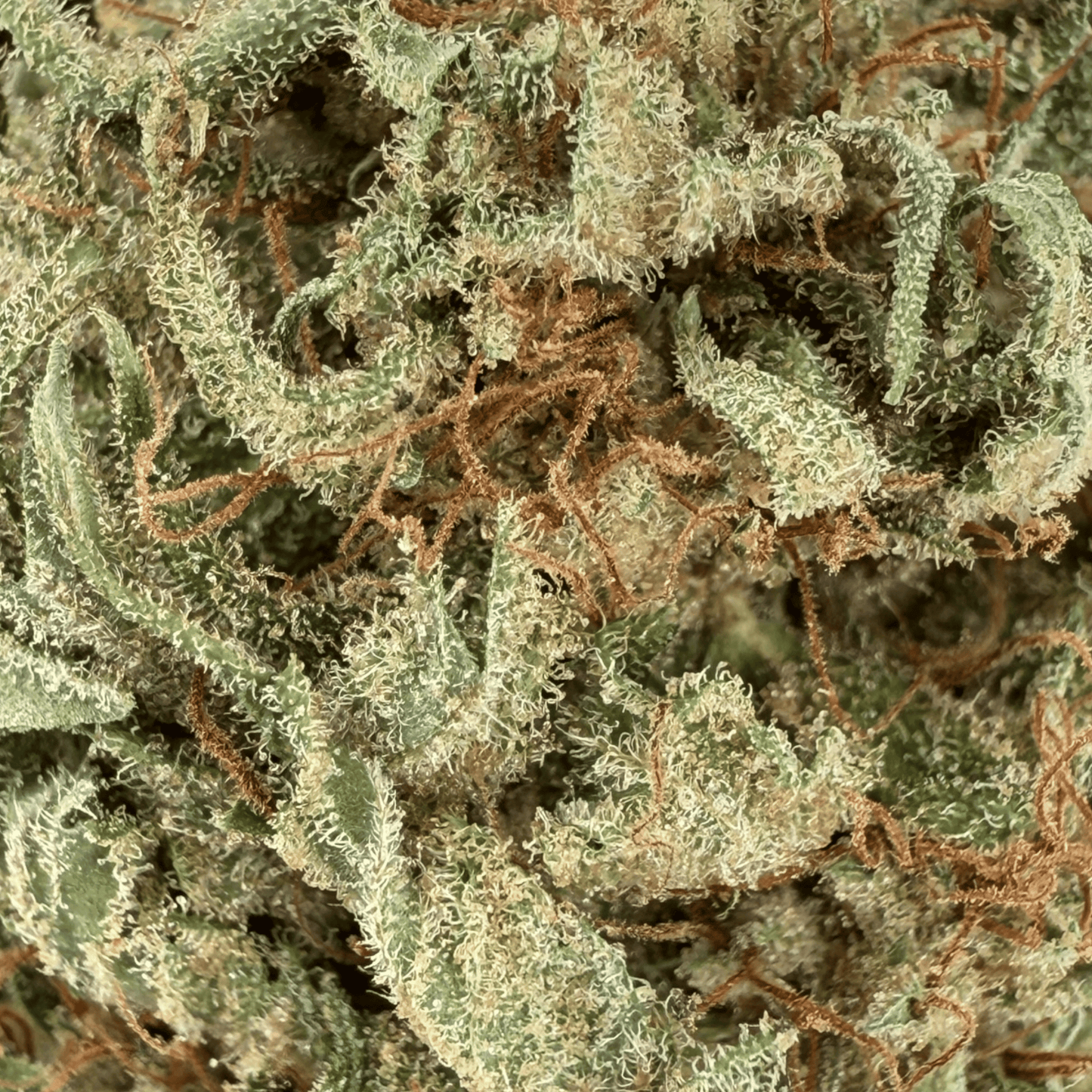 MANGO HAZE – BIO-CBD-BLÜTE