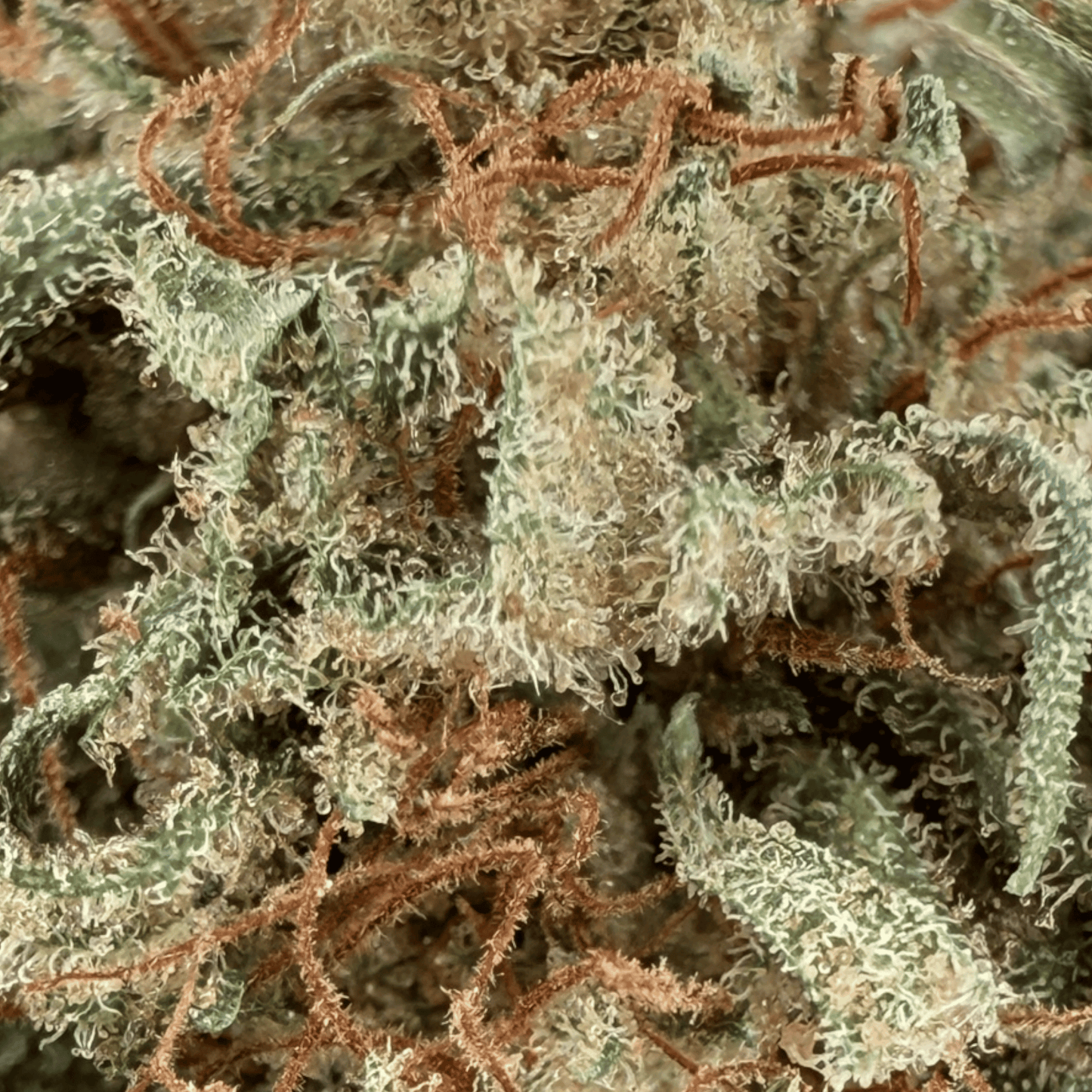 MANGO HAZE – BIO-CBD-BLÜTE