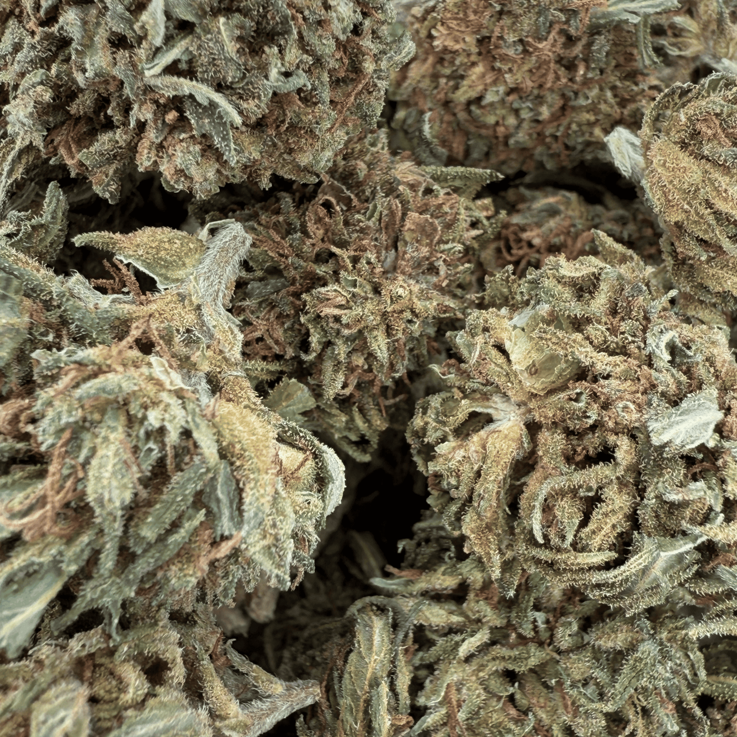 PASSION HAZE – KLEINE BIO-CBD-BLÜTE