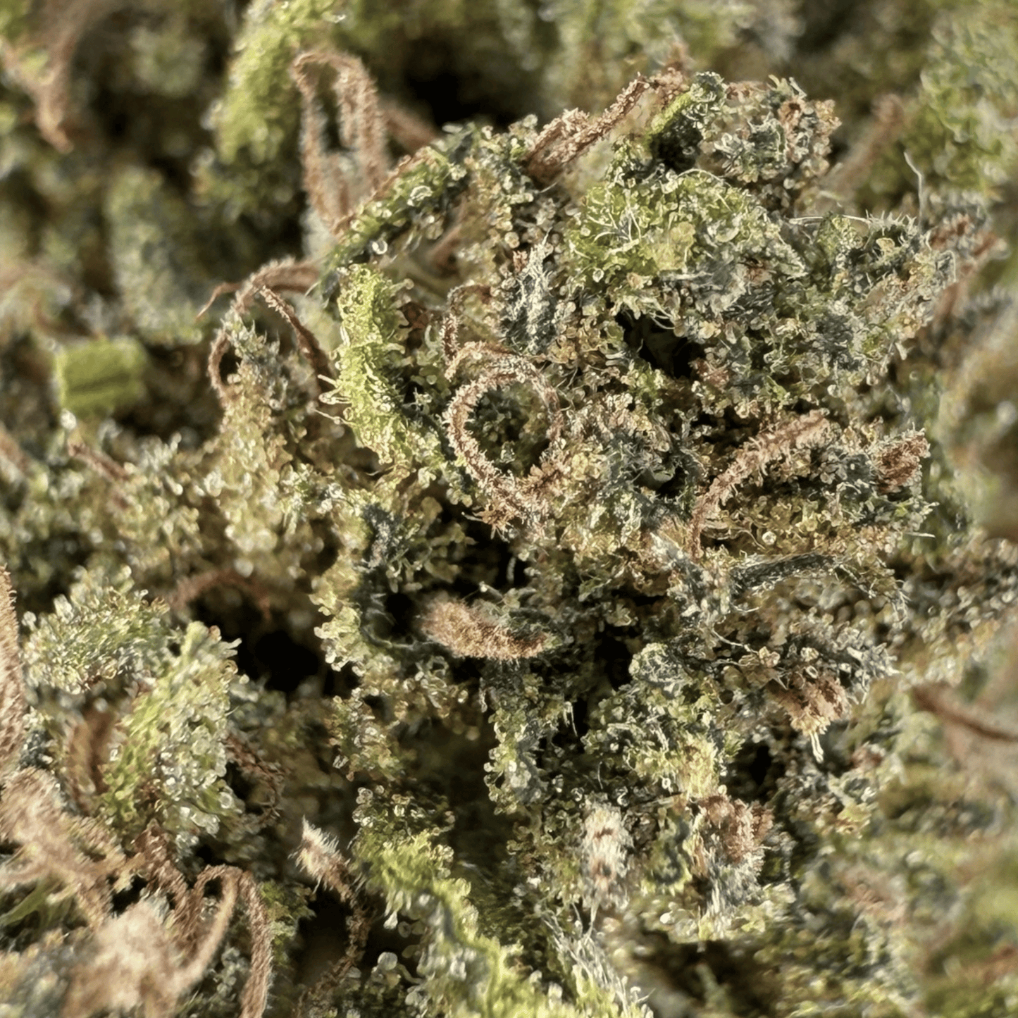 SOUR DIESEL – BIO-CBD-BLÜTE