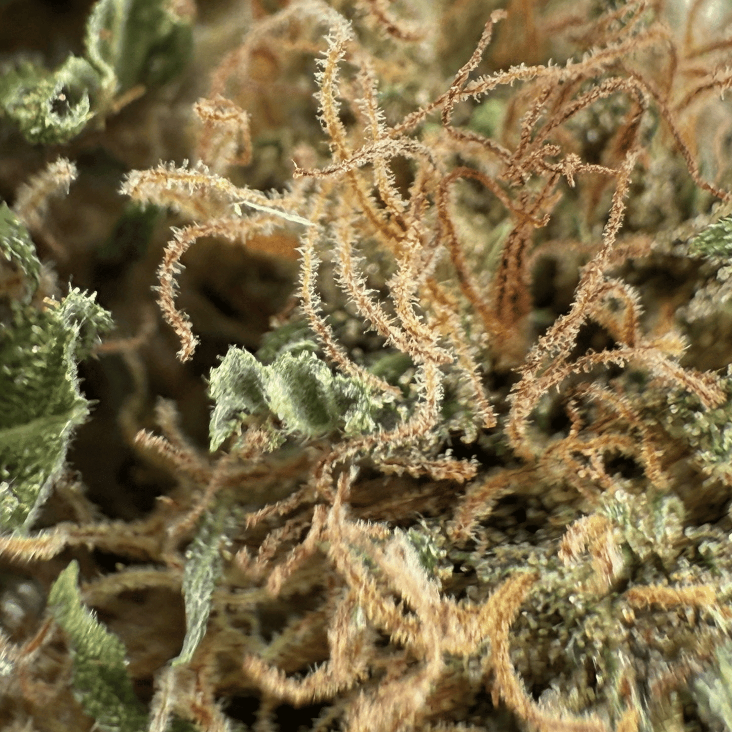SOUR DIESEL – BIO-CBD-BLÜTE