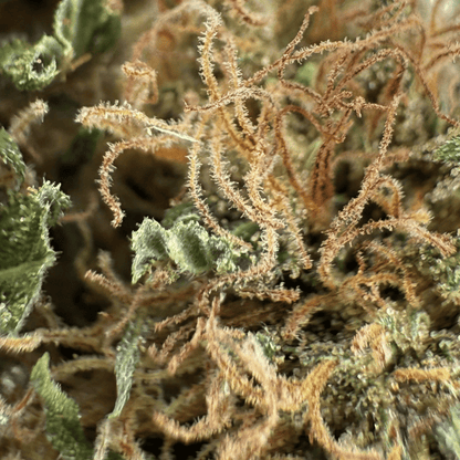SOUR DIESEL – BIO-CBD-BLÜTE