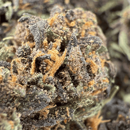 TROPICAL PURPLE – BIO-CBD-BLÜTE