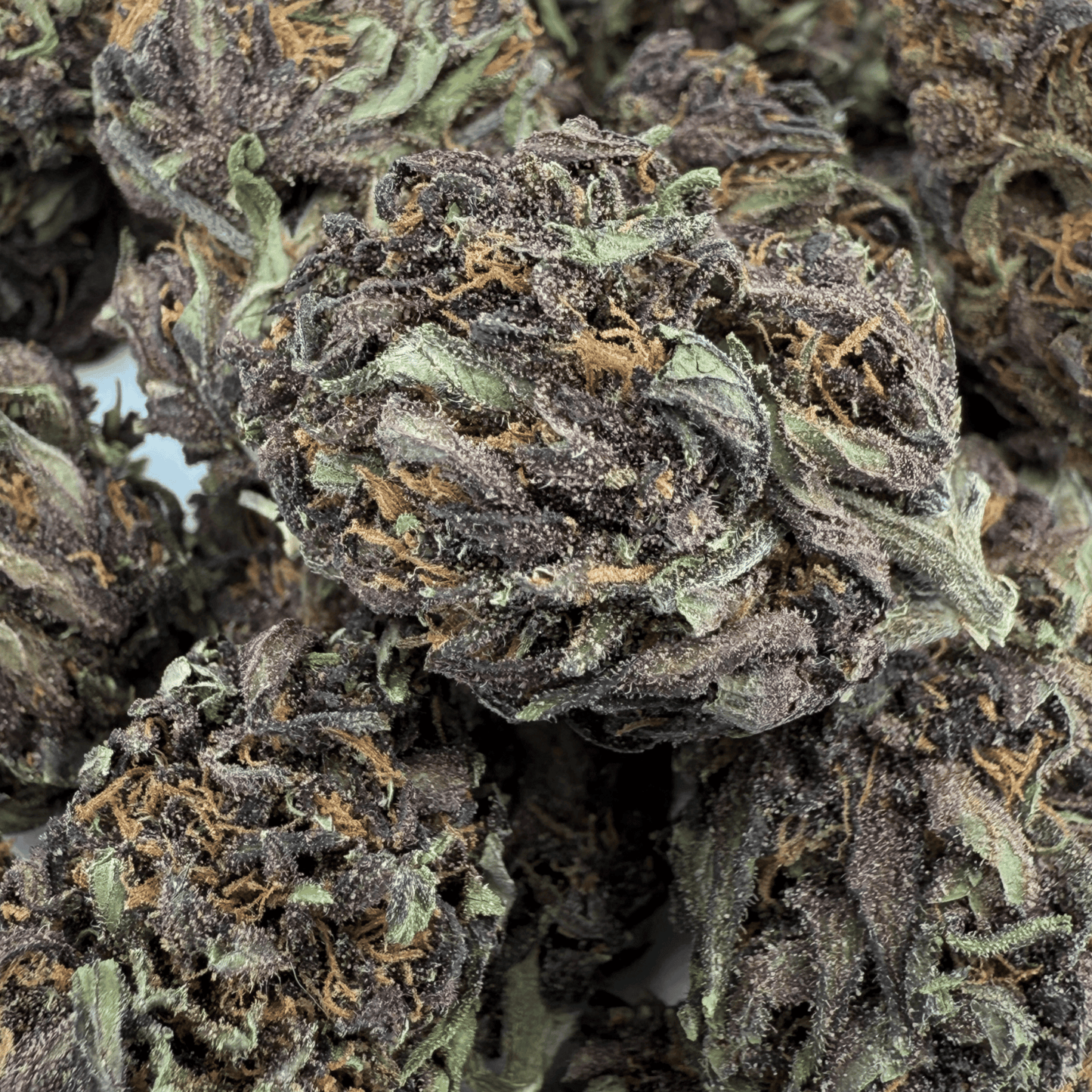 TROPICAL PURPLE – BIO-CBD-BLÜTE