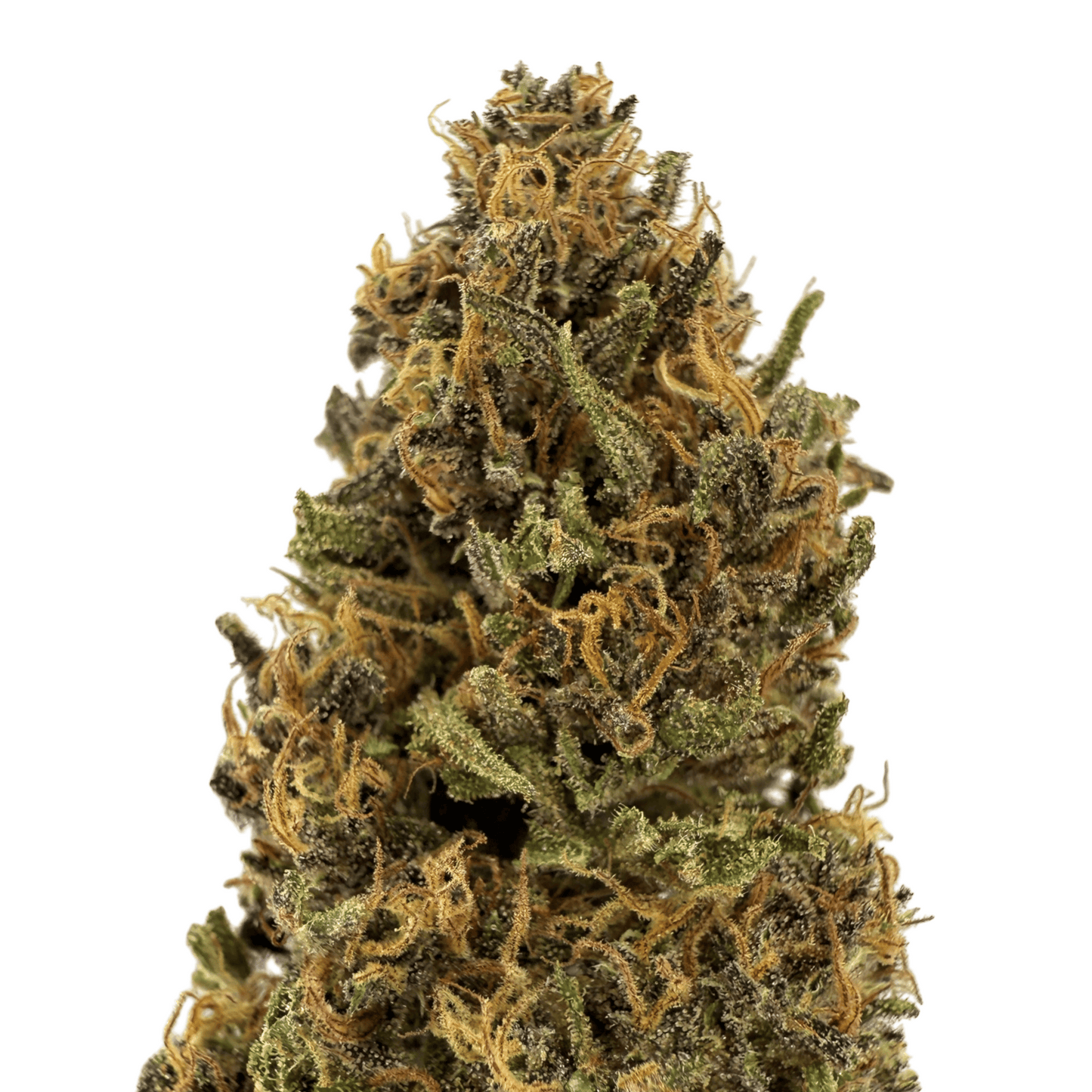 WHITE WIDOW – BIO-CBD-BLÜTE