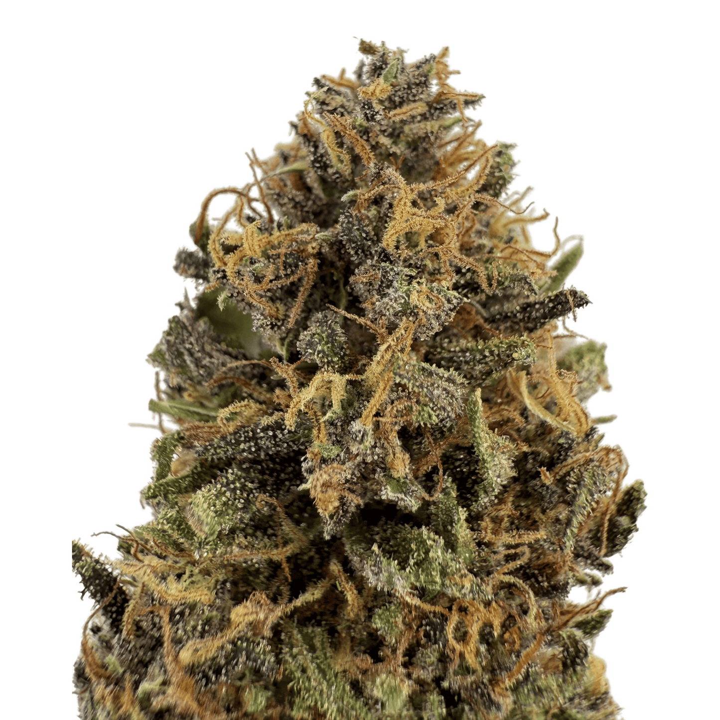 WHITE WIDOW – BIO-CBD-BLÜTE