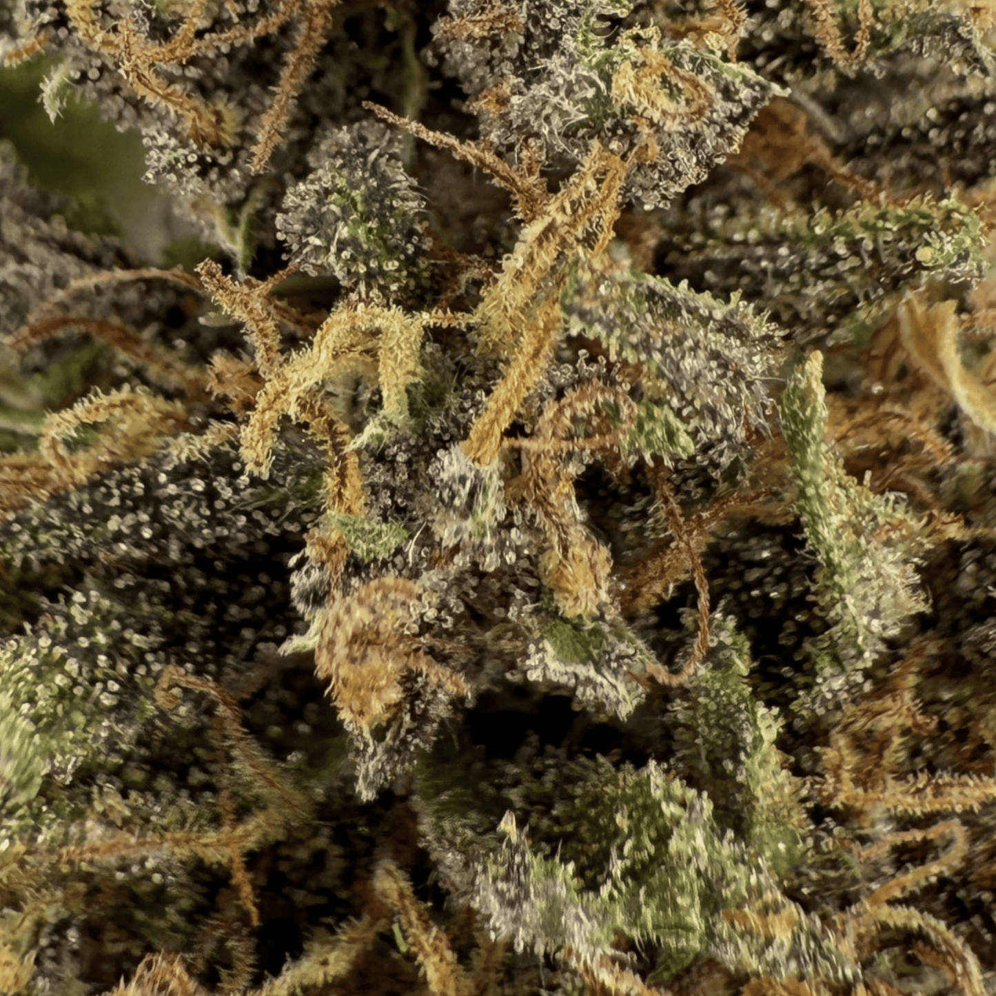 WHITE WIDOW – BIO-CBD-BLÜTE